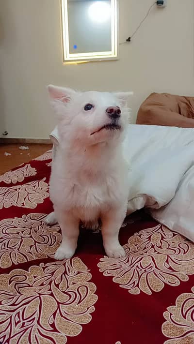 Female Russian Puppy for sale