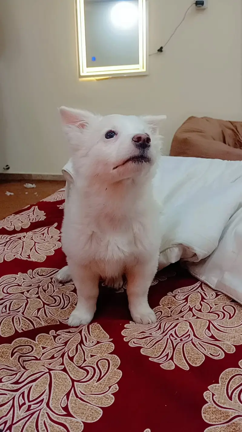 Female Russian Puppy for sale