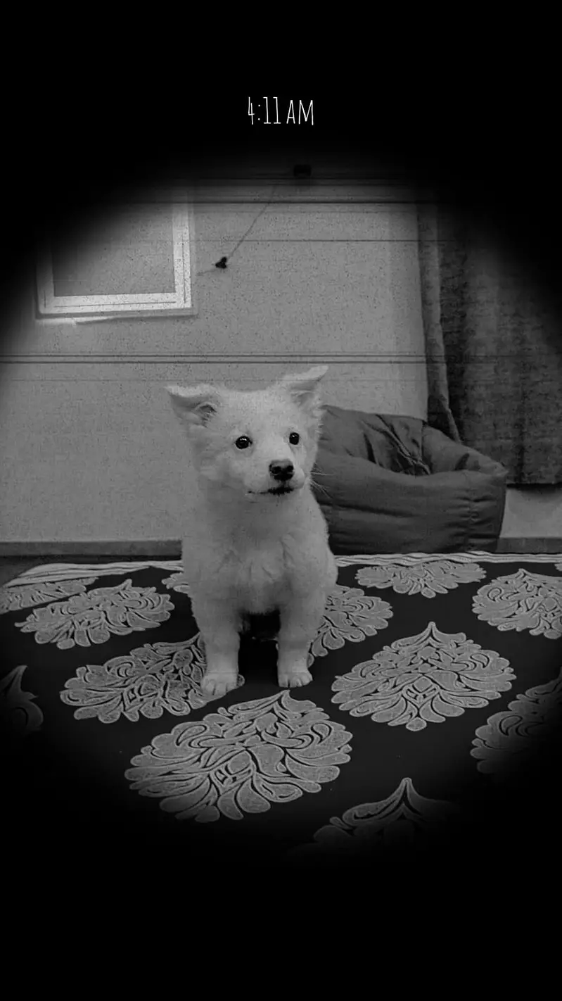 Female Russian Puppy for sale — photo 2