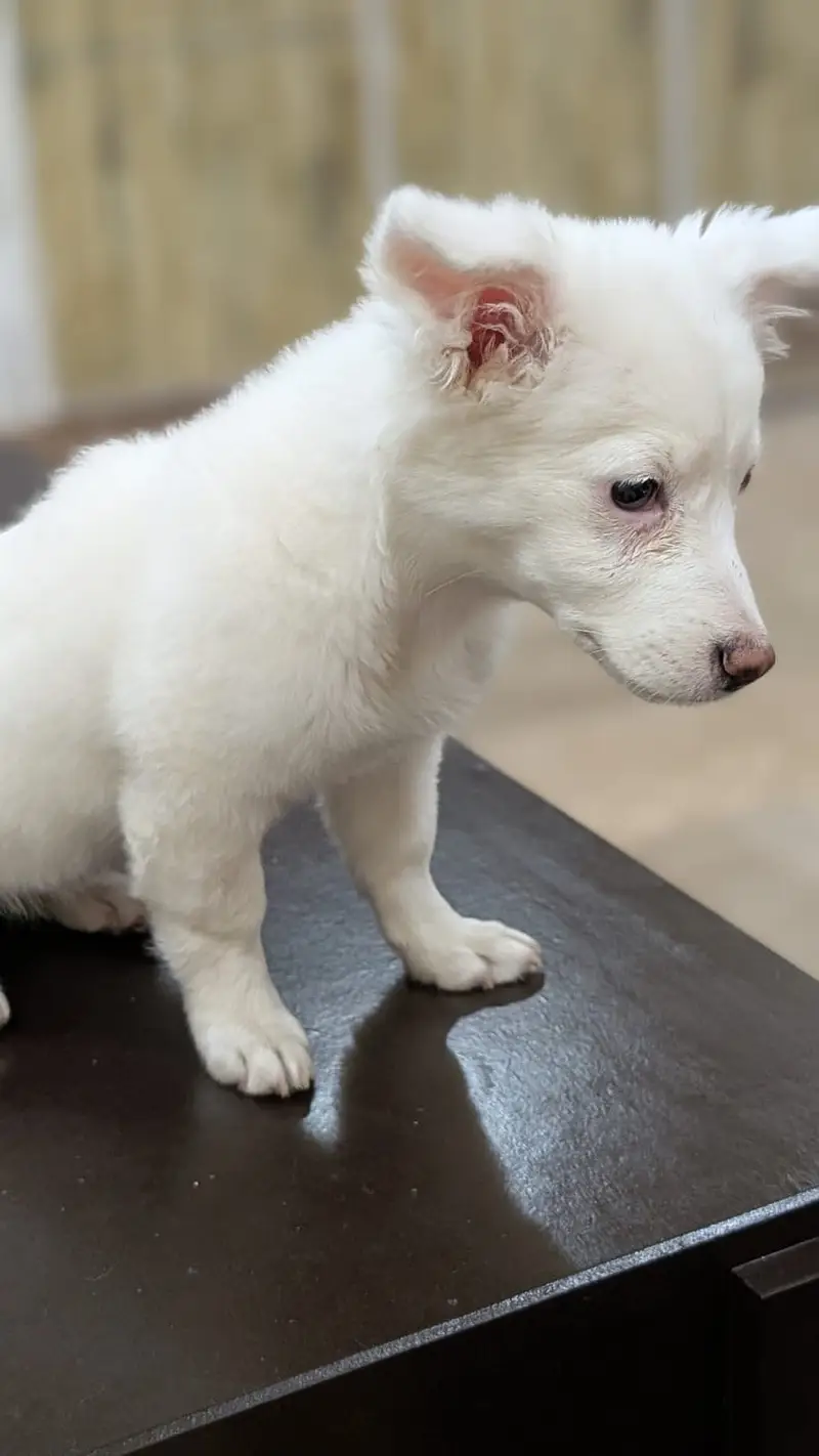 Female Russian Puppy for sale — photo 3
