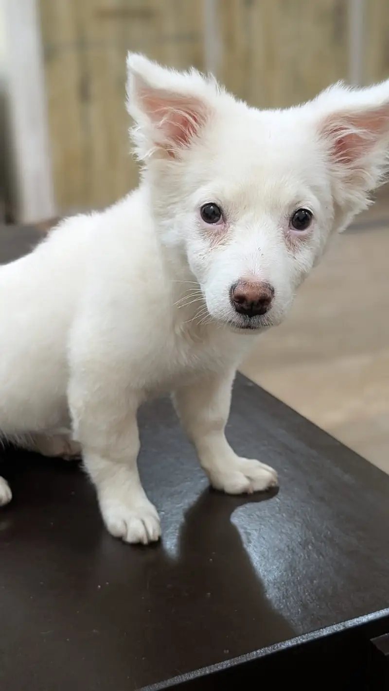 Female Russian Puppy for sale — photo 4