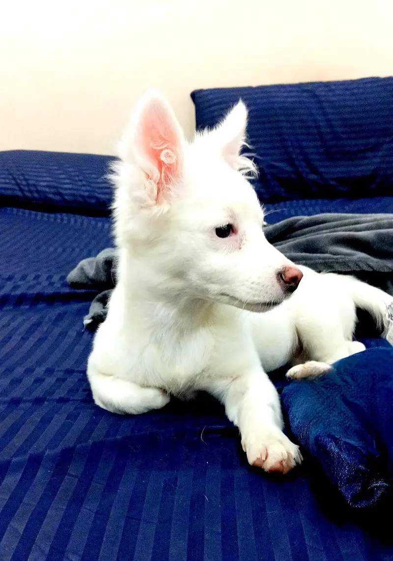 Female Russian Puppy for sale — photo 5