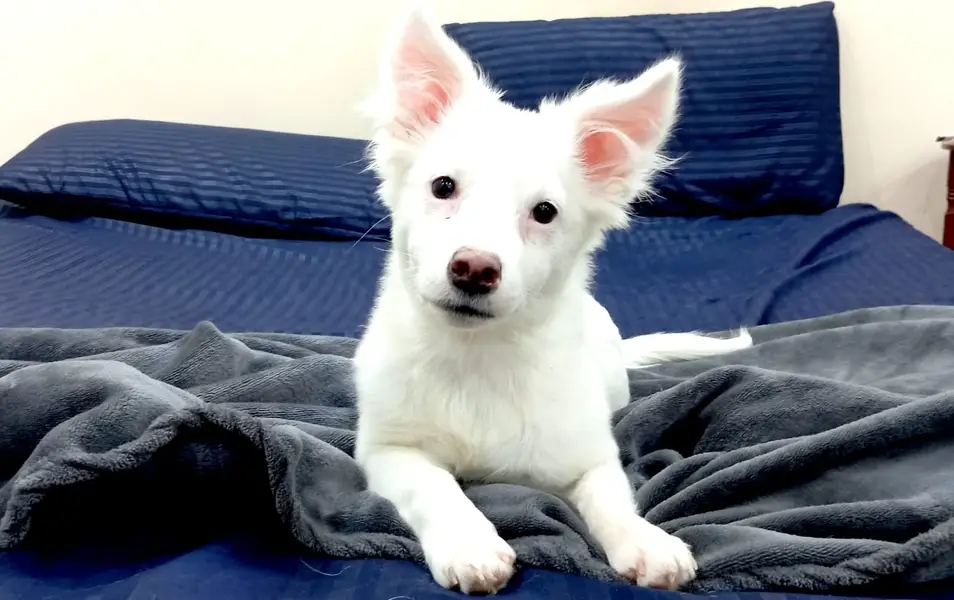 Female Russian Puppy for sale — photo 6