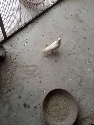 kabuter piar