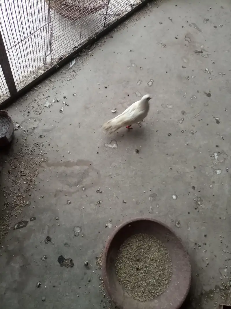 kabuter piar