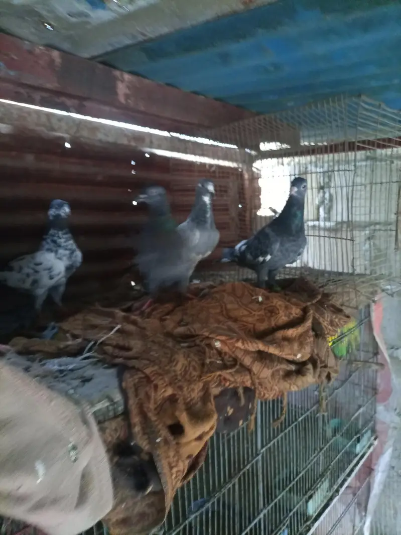 kabuter piar — photo 2