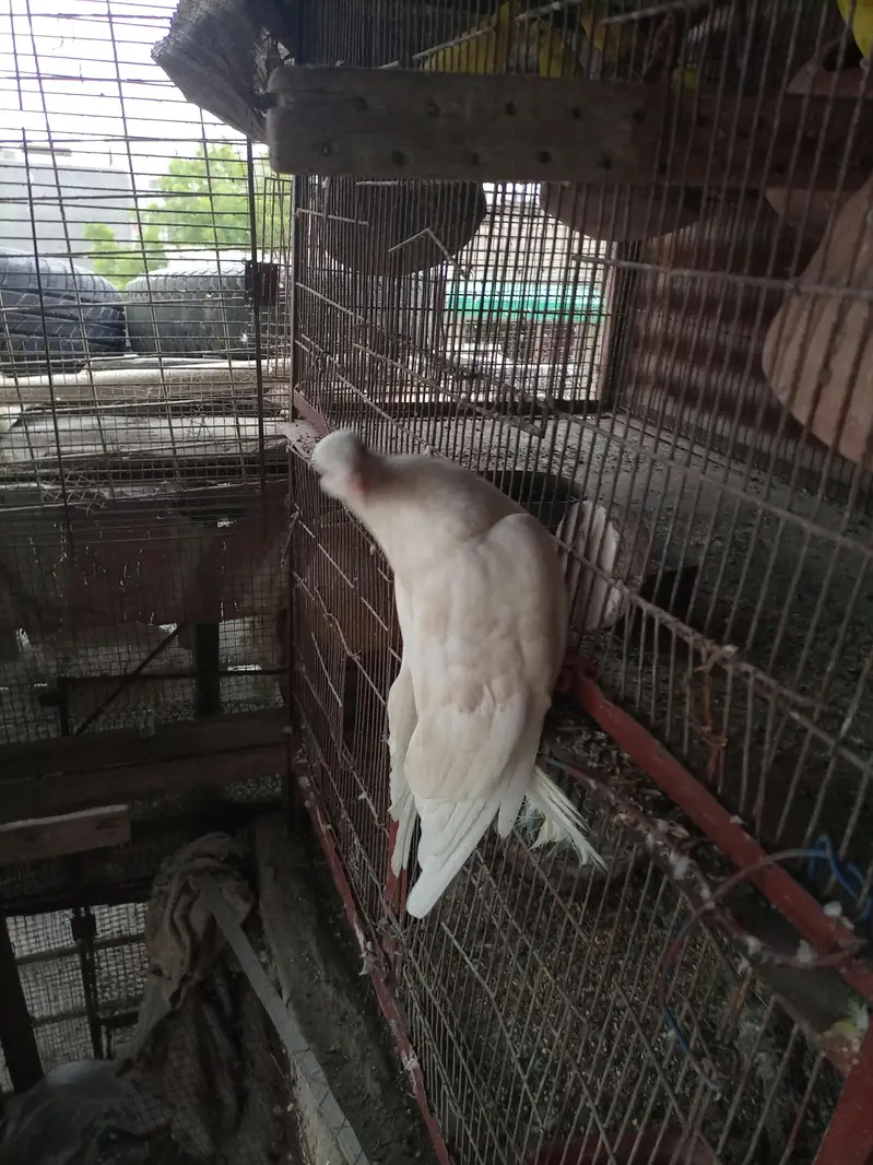 kabuter piar — photo 3