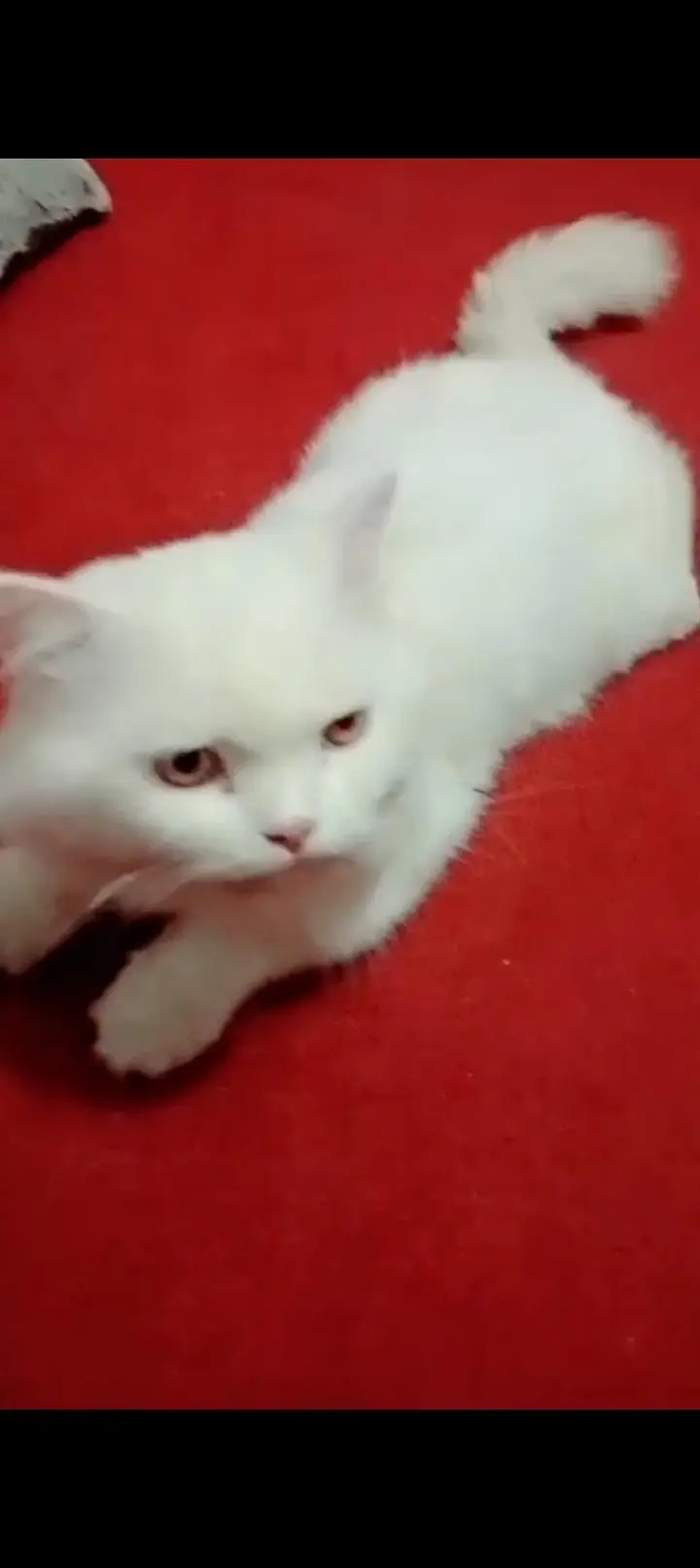 Persian triple quarted cat male available