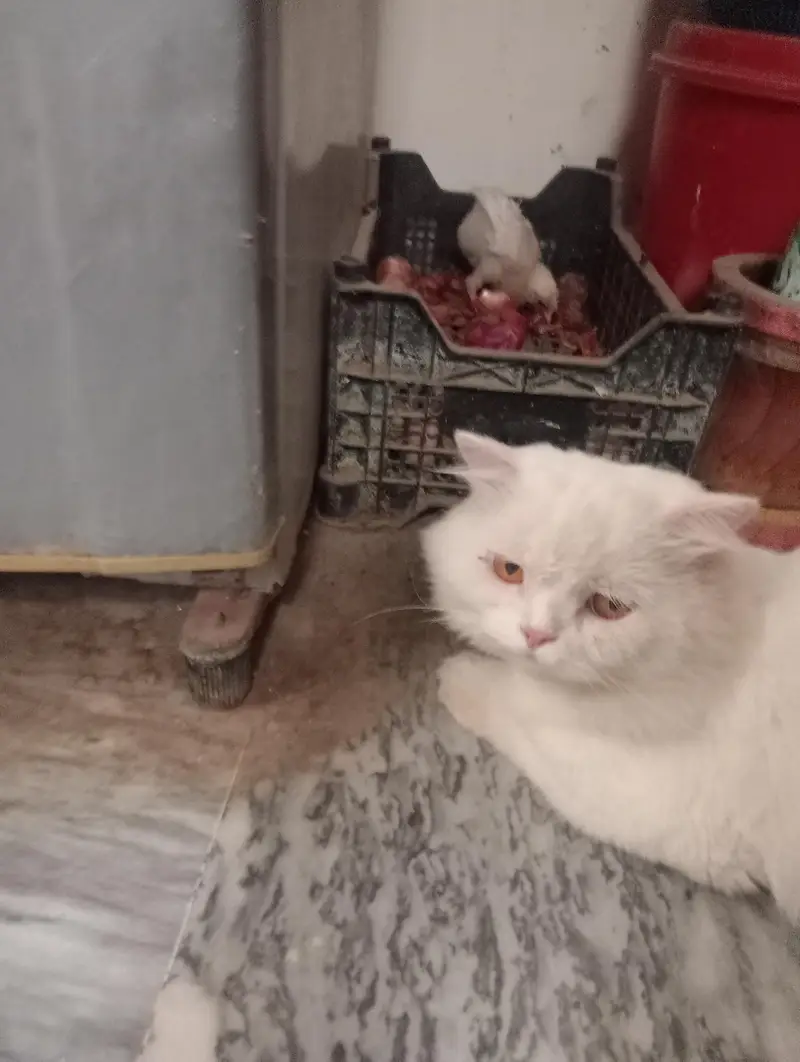 Persian triple quarted cat male available — photo 2