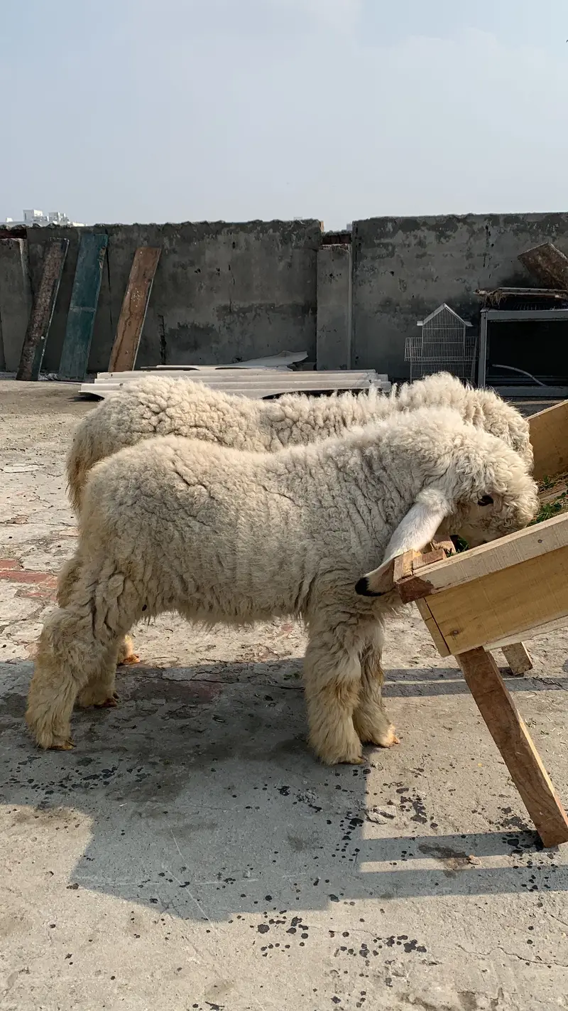 Pura Kajla 5 points  Male Sale healthy