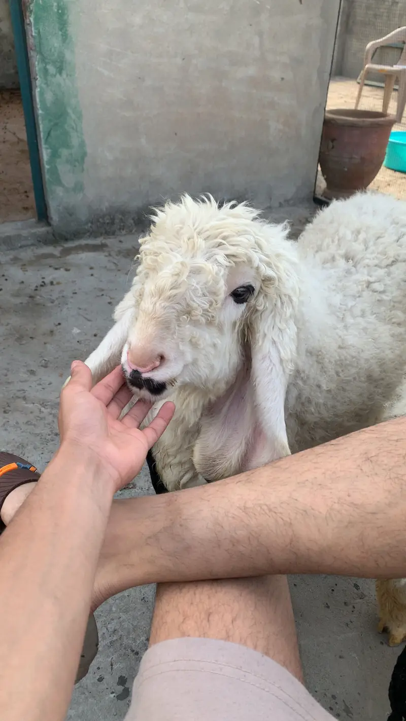 Pura Kajla 5 points  Male Sale healthy — photo 4