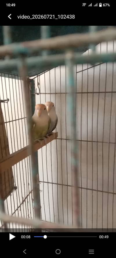 parrots