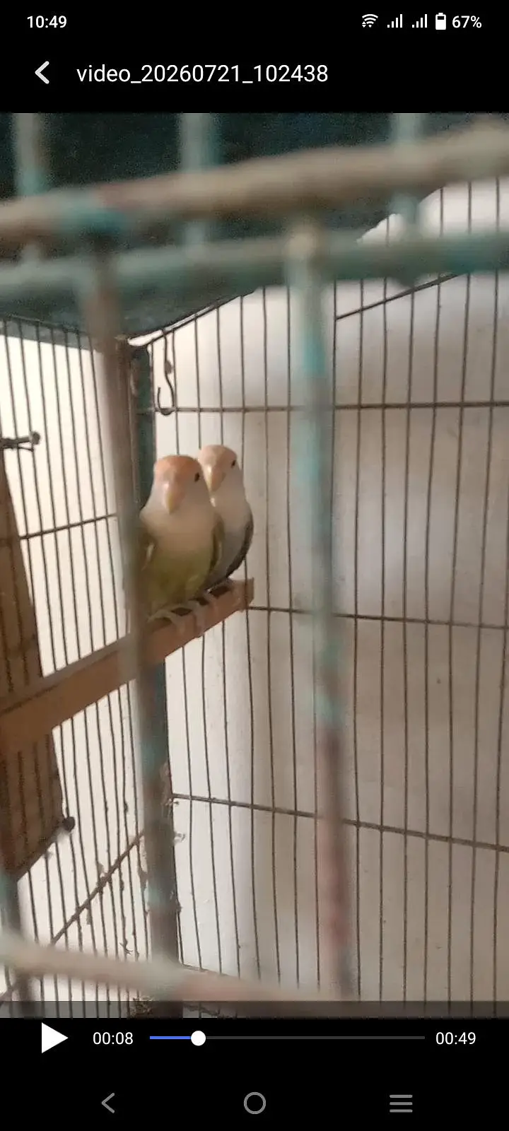 parrots