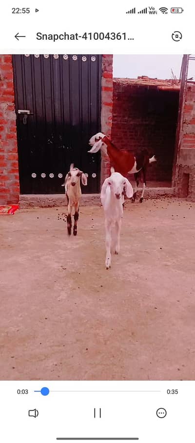 2 babys female