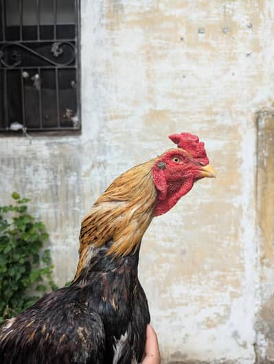 murgi or murga for sale