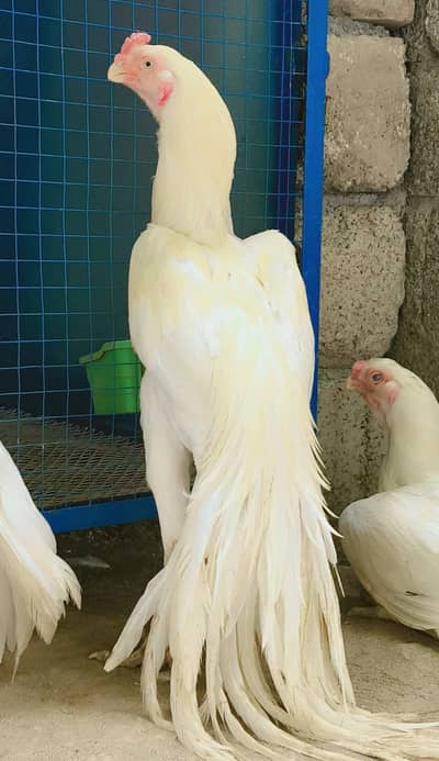 Indian Periot beak Aseel trio