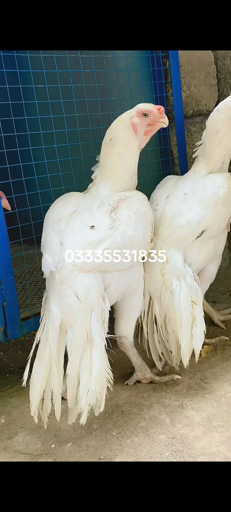 Indian Periot beak Aseel trio — photo 2