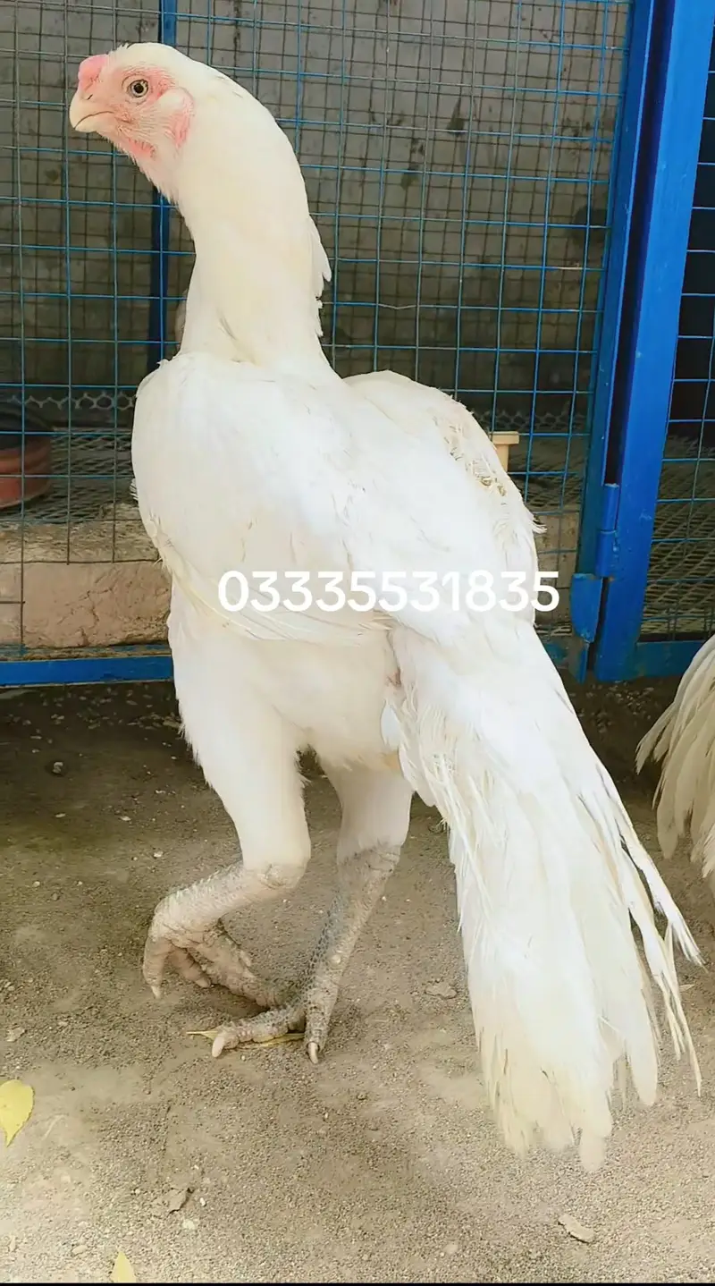 Indian Periot beak Aseel trio — photo 3
