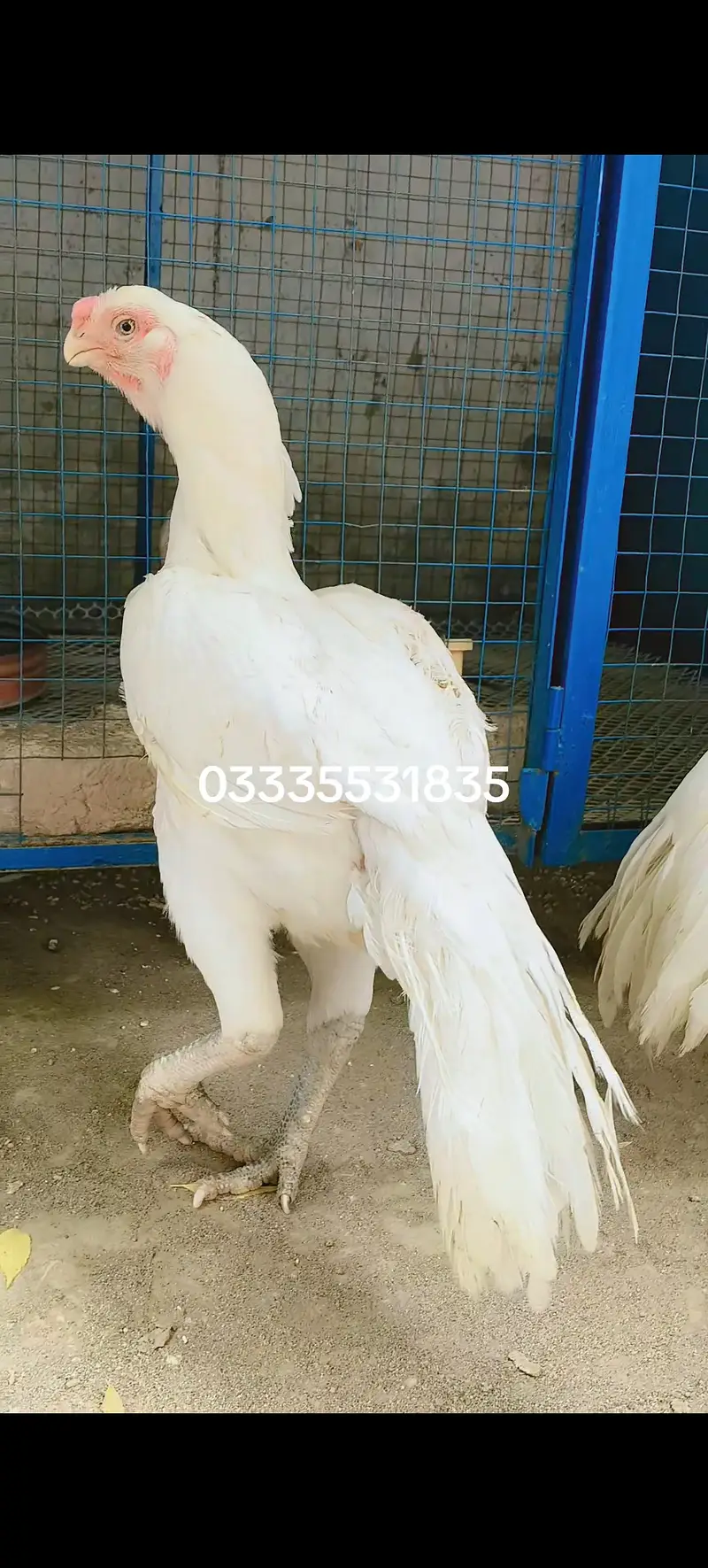 Indian Periot beak Aseel trio — photo 4