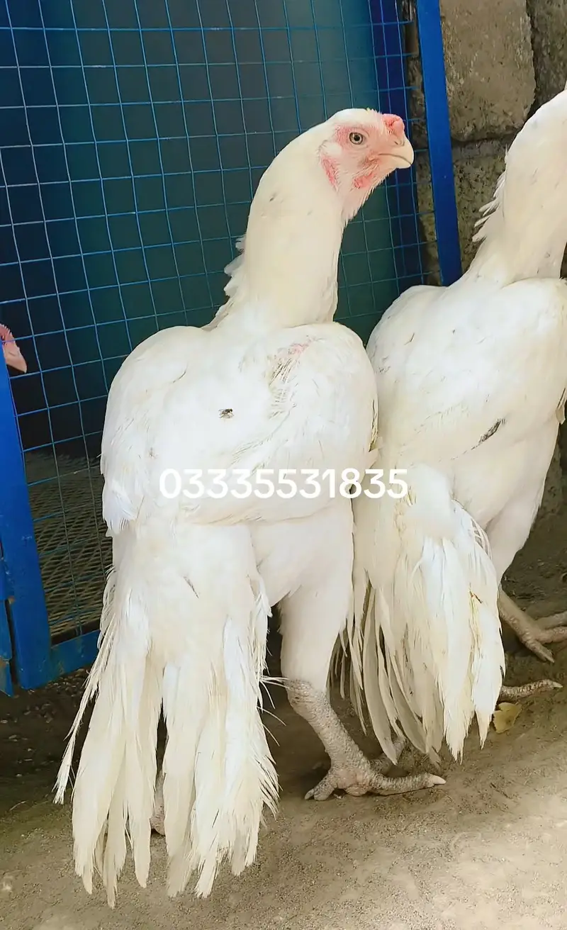 Indian Periot beak Aseel trio — photo 5