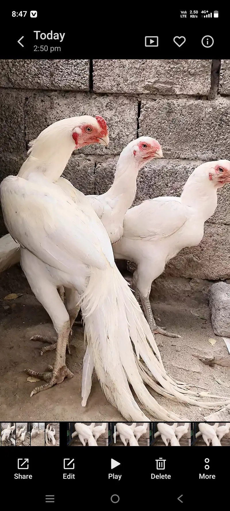 Indian Periot beak Aseel trio — photo 8