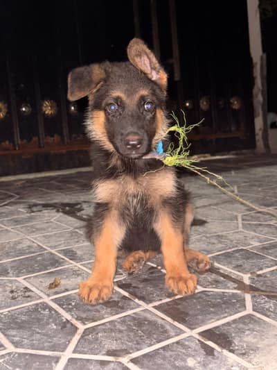 German shepherd puppy