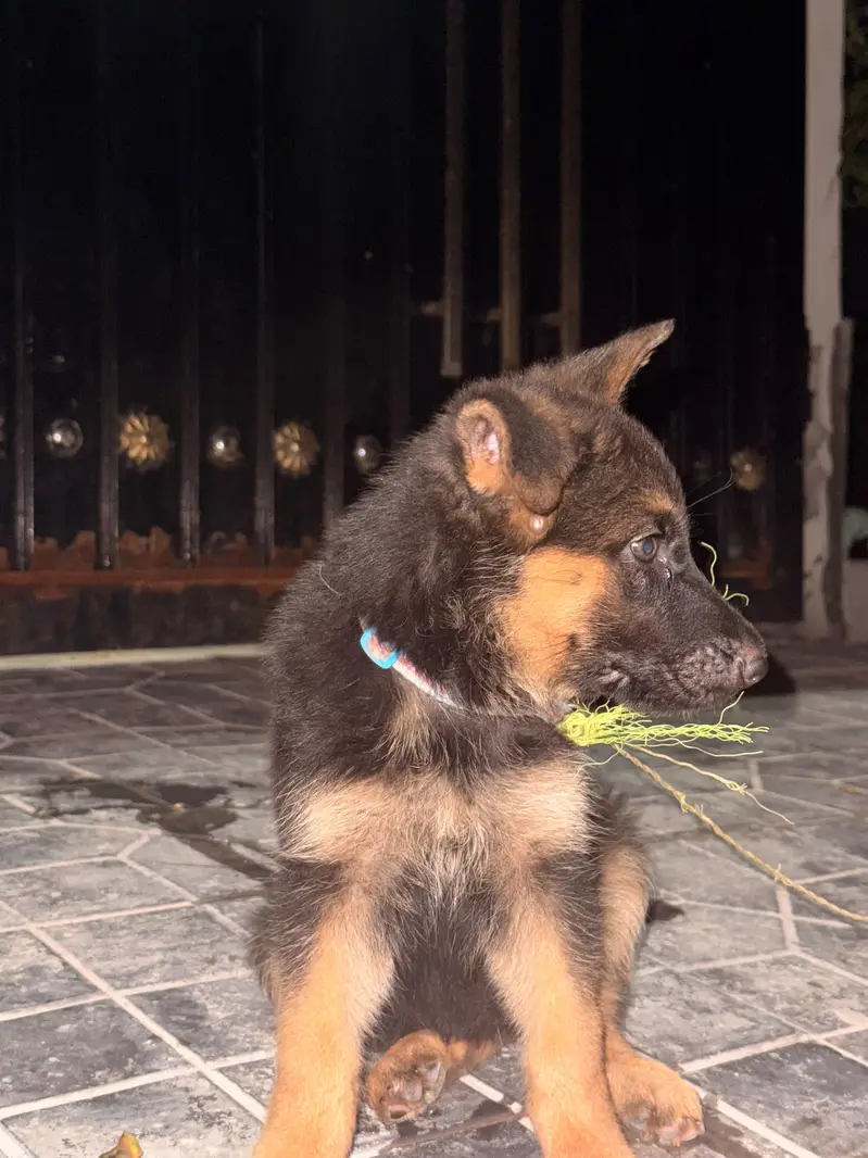 German shepherd puppy — photo 2