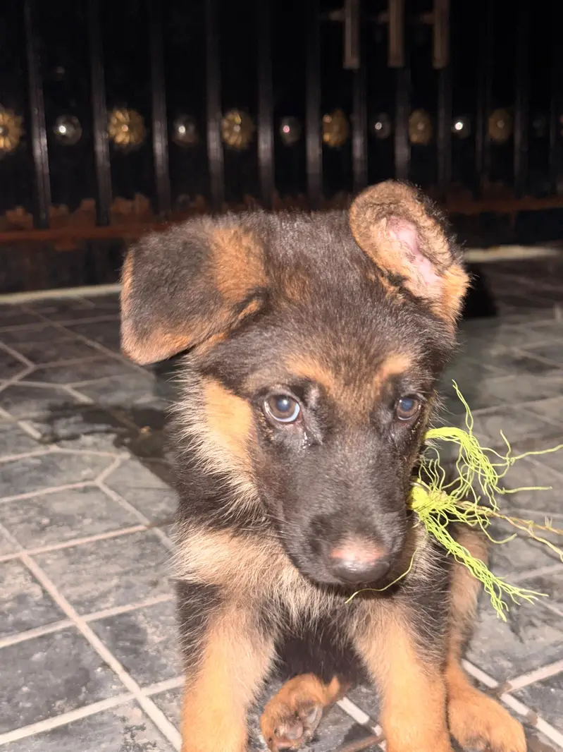 German shepherd puppy — photo 3