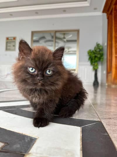 Persian brown cat