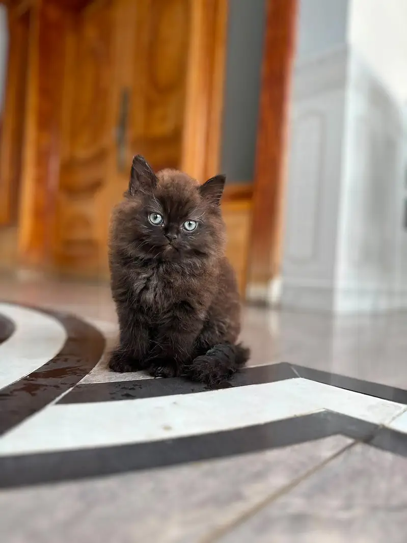 Persian brown cat — photo 3