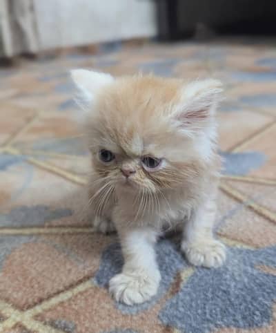 very cute and full punch face triple cotted
