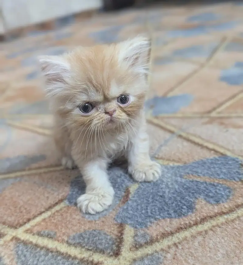 Persian punch face cat — photo 2