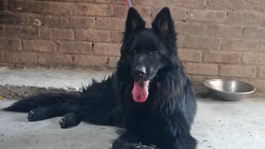 Black german shepherd long kot 03270836991