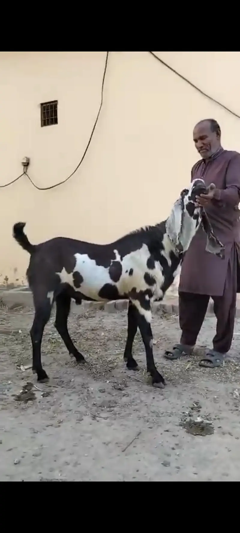 Full Active Han Masha Allah — photo 2