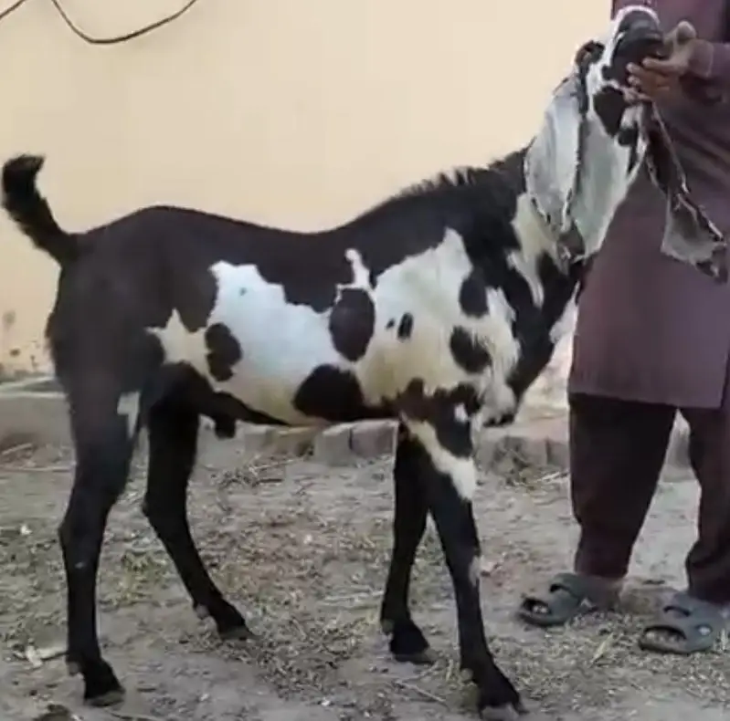 Full Active Han Masha Allah — photo 4