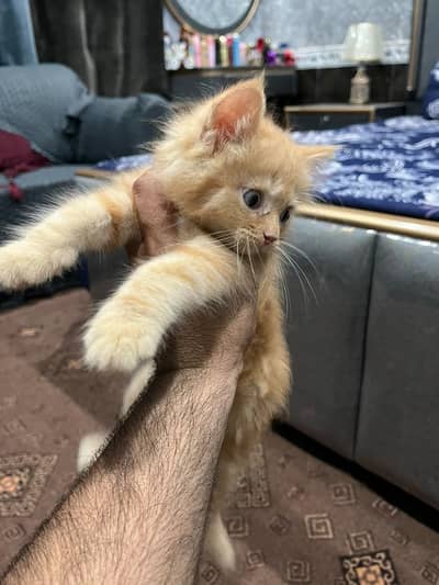Doll + Punch face Persian Kitten