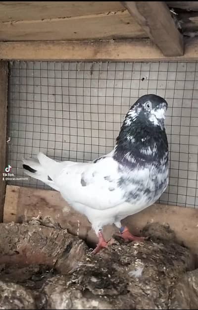 pigeons for sale sialkot