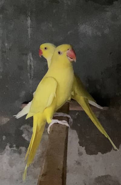 Yellow Guaranteed Breeder pair available %