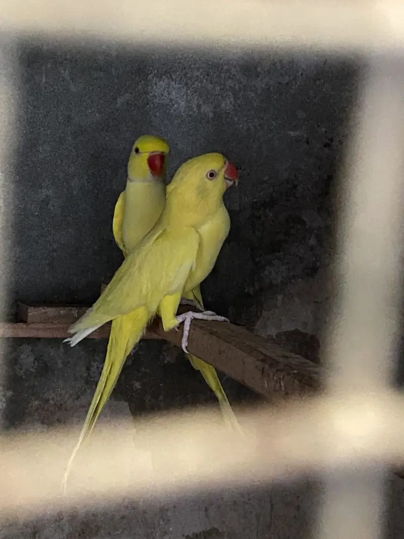 Yellow Guaranteed Breeder pair available % — photo 2