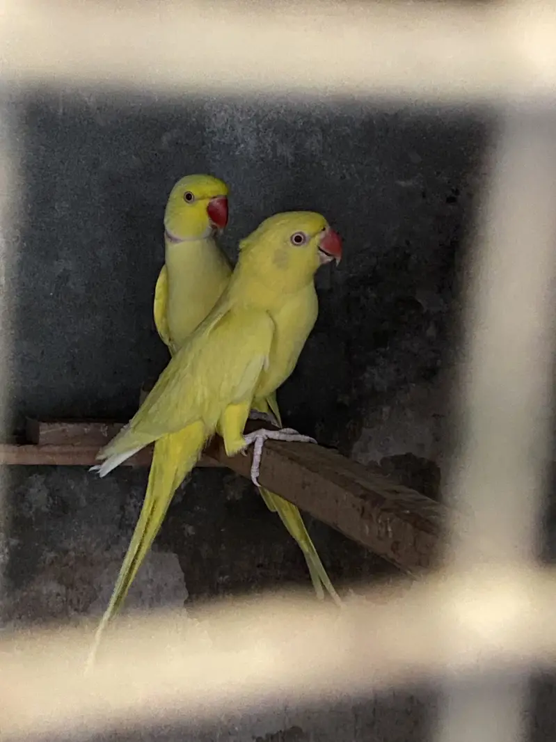 Yellow Guaranteed Breeder pair available % — photo 3