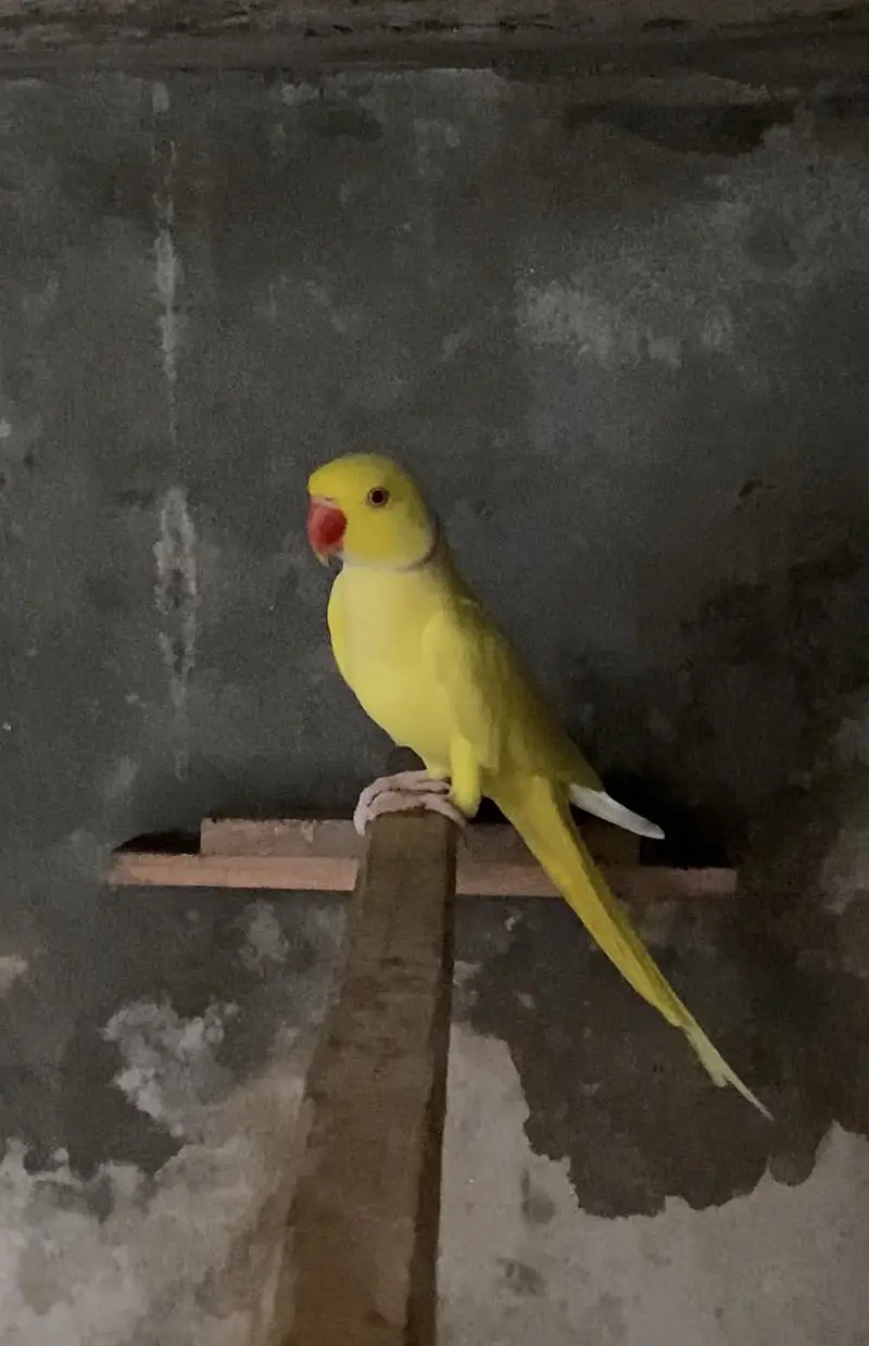 Yellow Guaranteed Breeder pair available % — photo 4