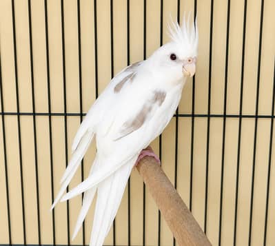 v pied female. 03364306545.
