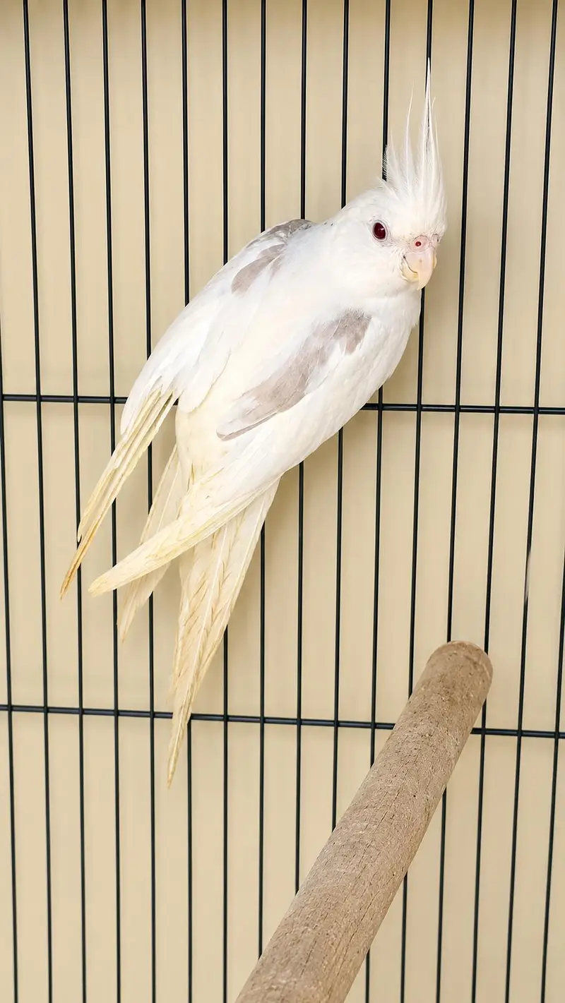 v pied female. 03364306545. — photo 2