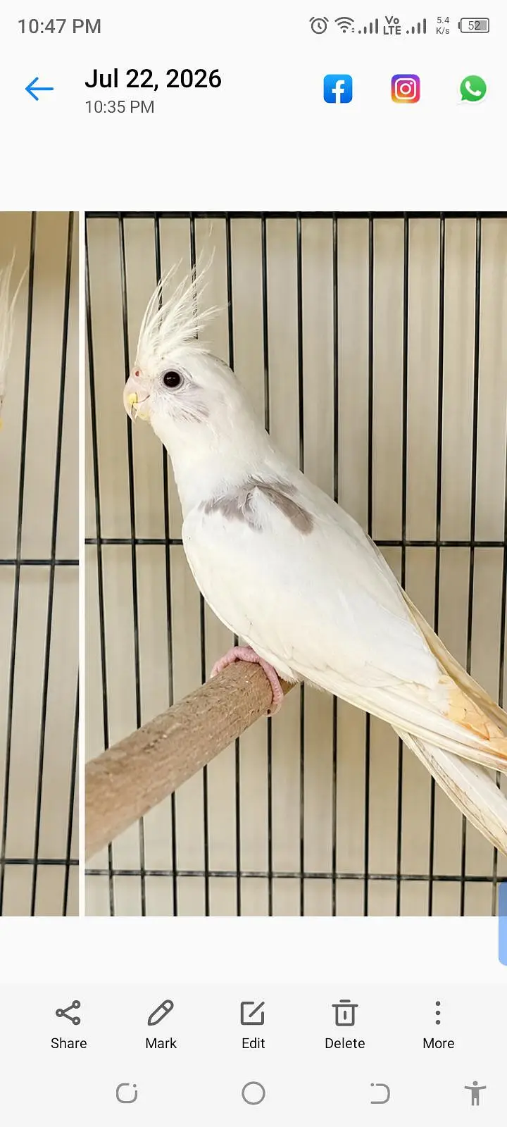 v pied female. 03364306545. — photo 3