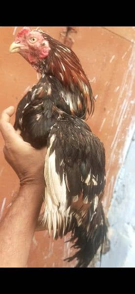 Quality Aseel Mianwali amroha breeder read ad