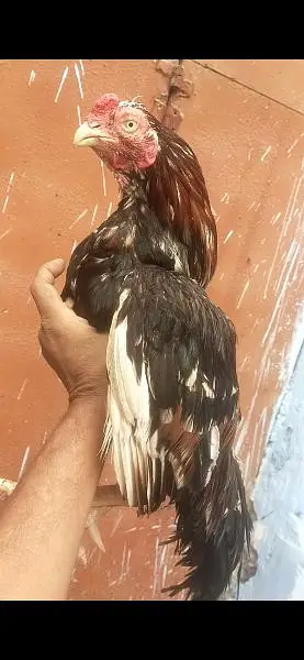 Quality Aseel Mianwali amroha breeder read ad — photo 2
