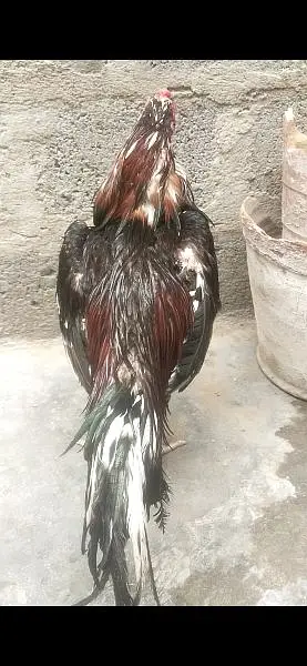Quality Aseel Mianwali amroha breeder read ad — photo 3