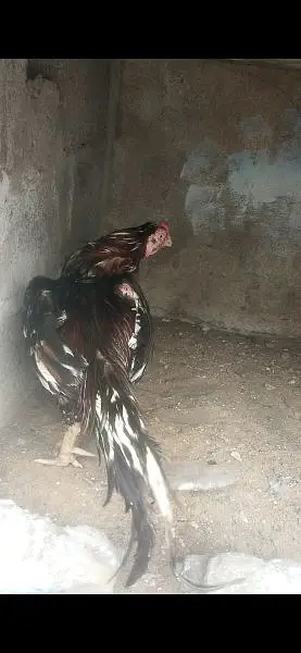 Quality Aseel Mianwali amroha breeder read ad — photo 5