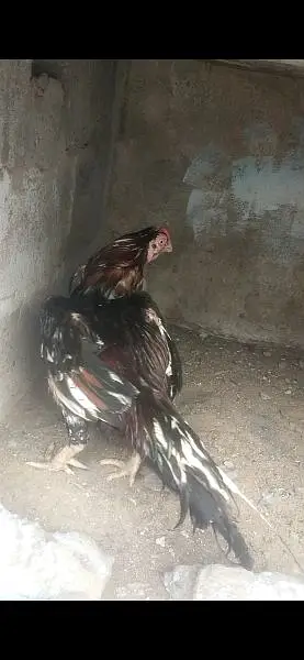 Quality Aseel Mianwali amroha breeder read ad — photo 6