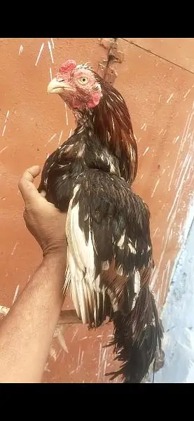 Quality Aseel Mianwali amroha breeder read ad — photo 8
